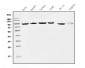 Anti-EEF2 Picoband™ Antibody (monoclonal, 5F5)